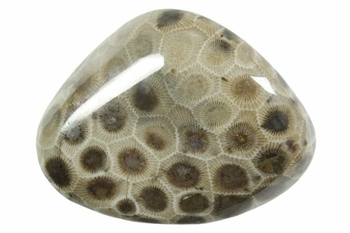 Polished Petoskey Stone (Fossil Coral) - Michigan #348587